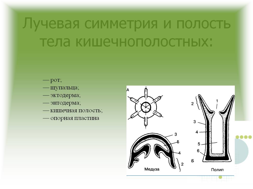 Пользователь не найден на кракене